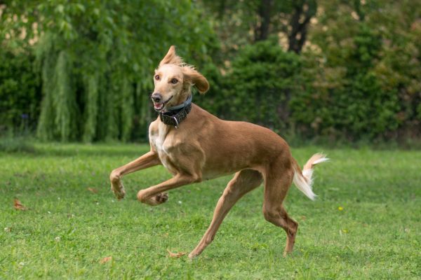 Saluki ve zlatém zbarvení